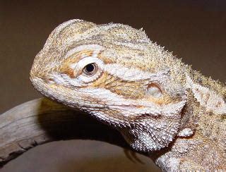 chicago exotics|chicago exotics bearded dragon.